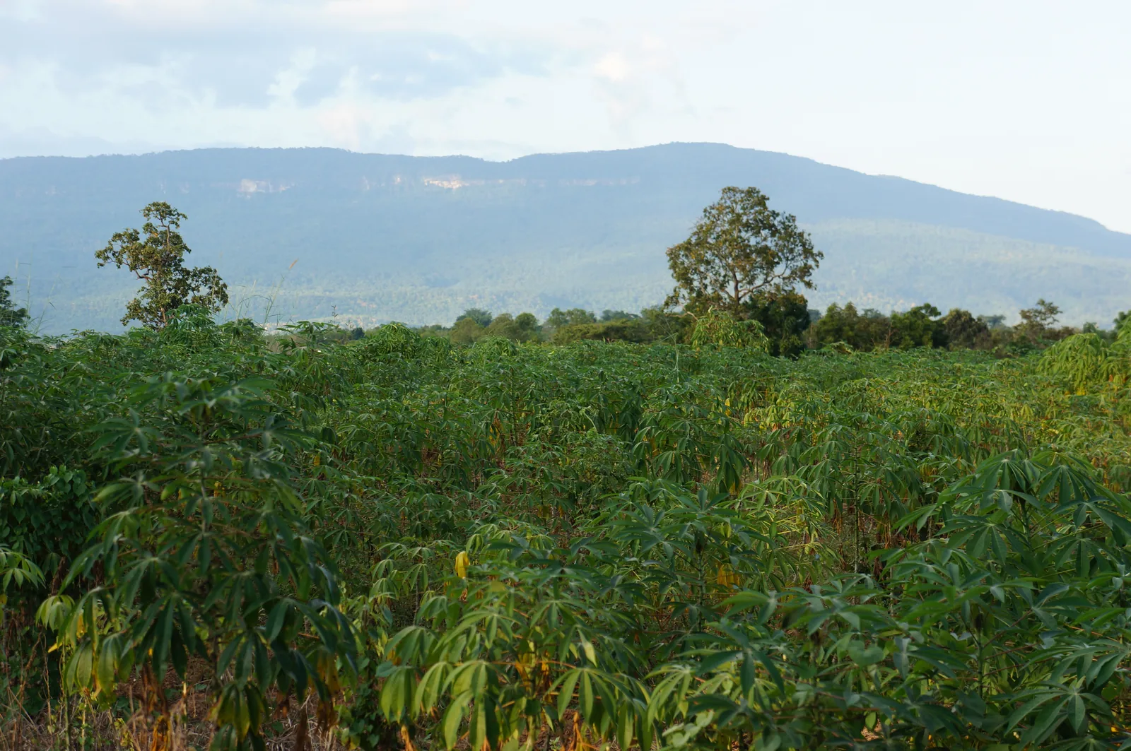 Cassava, and the range behind it