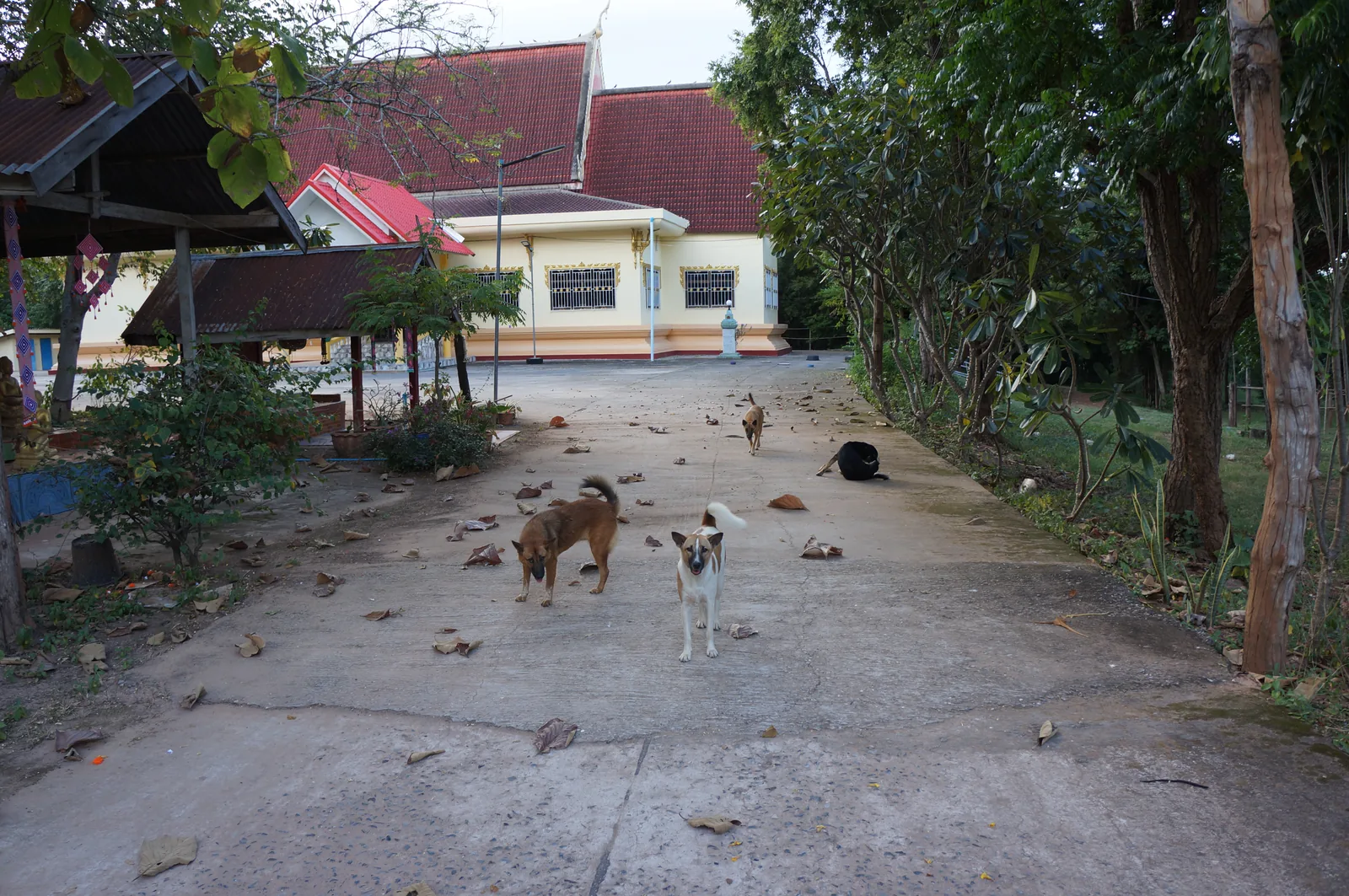 Dogs on the temple path